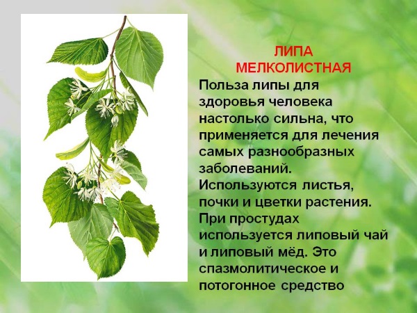 Липовый цвет. Лечебные свойства для детей, женщин, при беременности. Чем полезен, как заваривать, противопоказания