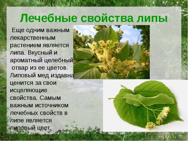 Липовый цвет. Лечебные свойства для детей, женщин, при беременности. Чем полезен, как заваривать, противопоказания